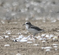 Charadrius alexandrinus