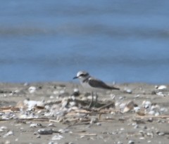 Charadrius alexandrinus
