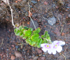 Veronica hookeriana