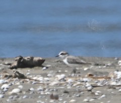Charadrius alexandrinus