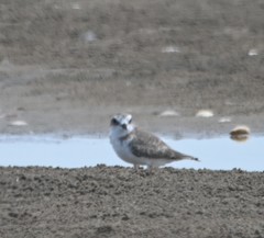 Charadrius leschenaultii
