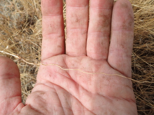 Image of Lessingia virgata by no rights reserved
