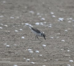 Charadrius alexandrinus
