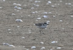 Charadrius alexandrinus