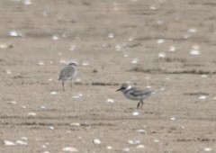 Charadrius alexandrinus