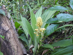 Calanthe formosana