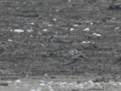 Charadrius leschenaultii