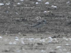 Charadrius leschenaultii