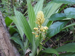 Calanthe formosana