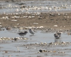 Charadrius alexandrinus