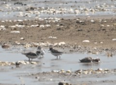 Charadrius alexandrinus