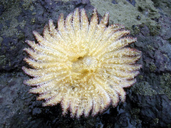 Heliaster cumingi