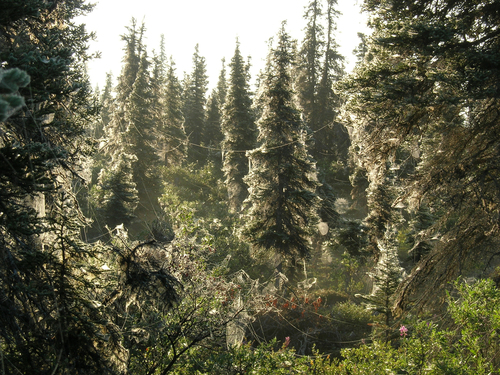 Picea mariana, photographed by an iNaturalist contributor