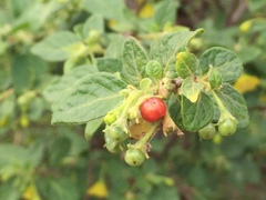 Capsicum rhomboideum