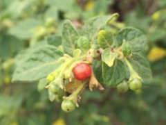 Capsicum rhomboideum