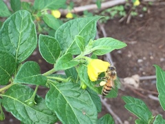 Capsicum rhomboideum