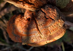Fomitiporia hippophaeicola