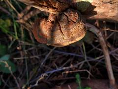 Fomitiporia hippophaeicola