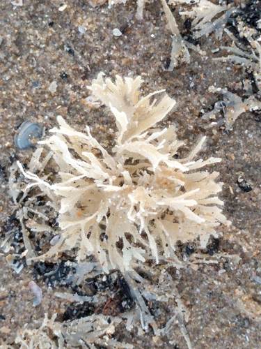Hairy Sea-mat, Noordwijk, Zuid-Holland, Netherlands, photo 8 of 10