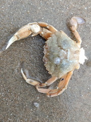 Liocarcinus vernalis