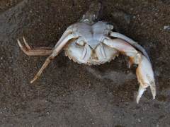 Liocarcinus vernalis