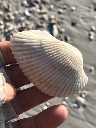 Cut-Ribbed Ark
