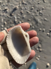 Anadara secticostata