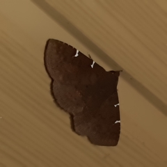 Antiblemma concinnula
