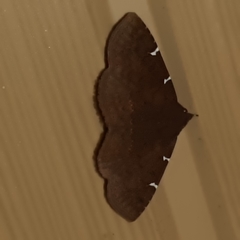 Antiblemma concinnula