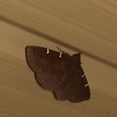 Antiblemma concinnula