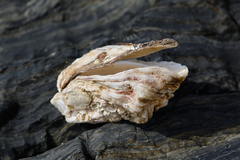 Striostrea margaritacea