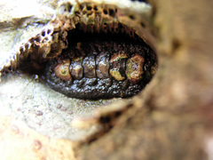 Acanthochitona hirudiniformis image