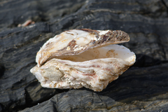 Striostrea margaritacea