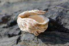 Striostrea margaritacea