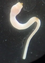 Aspidosiphon muelleri