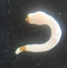 Aspidosiphon muelleri