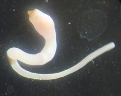 Aspidosiphon muelleri