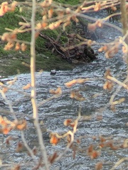 Cinclus cinclus gularis