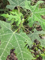 Cnidoscolus angustidens