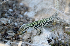 Podarcis siculus siculus