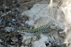 Podarcis siculus siculus