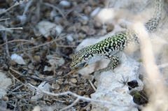 Podarcis siculus siculus