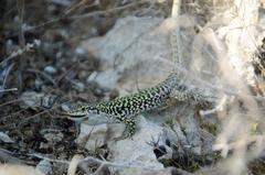 Podarcis siculus siculus