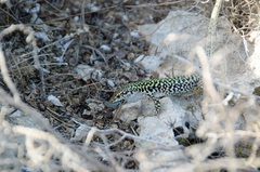 Podarcis siculus siculus