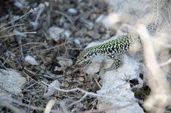 Podarcis siculus siculus