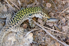 Podarcis siculus siculus