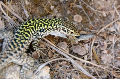 Podarcis siculus siculus