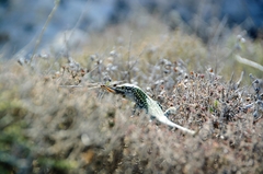 Podarcis siculus siculus