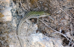 Podarcis siculus siculus