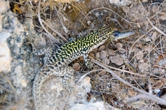 Podarcis siculus siculus